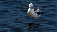 American Avocet