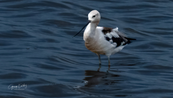 American Avocet