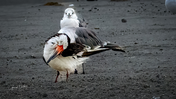 Black Skimmers