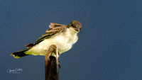 Eastern Kingbird