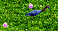 04-20-24 - Anahuac, High Island, Bolivar Peninsula