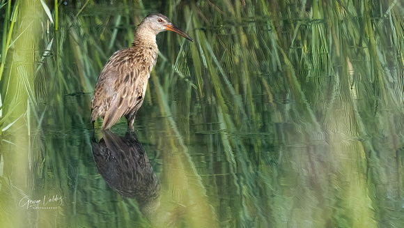 Clapper Rail