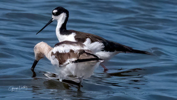 American Avocet & Black-necked Stilt