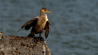 Double-crested Cormoran