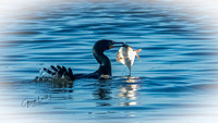 Neotropic Cormoran Showing its catch!