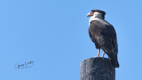 Crested Caracara