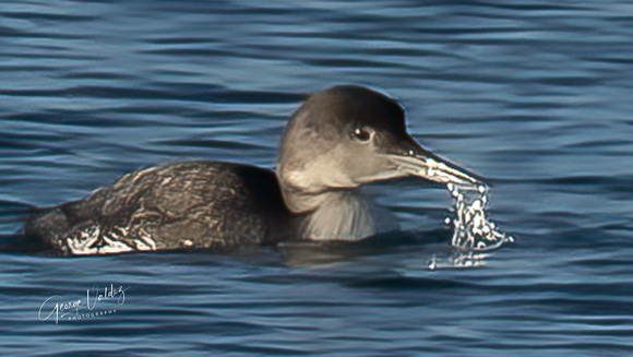 Common Loon