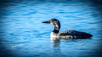 Common Loon