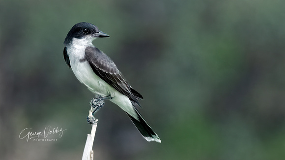 Eastern Kingbird