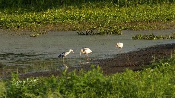 Little Blue Heron & White Ibis