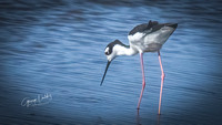 Black-necked Stilt