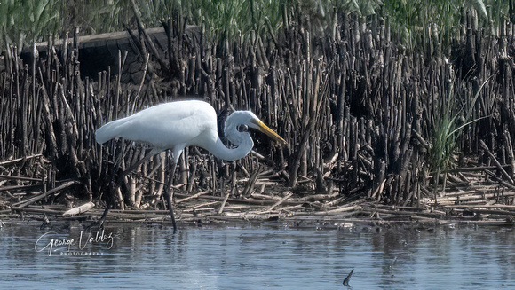 Great Egret