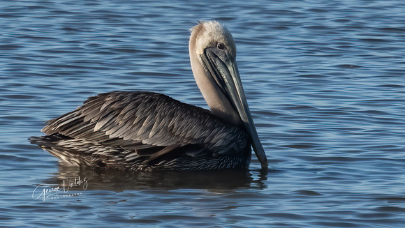 Brown Pelican enjoying the weather.