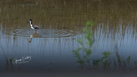 Black-necked Stilt