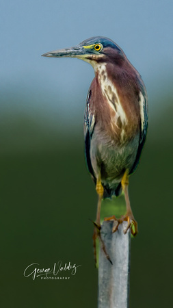 Green Heron